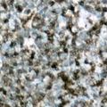 c-CBL Antibody - Immunohistochemical analysis of c-CBL (pY700) staining in human lymph node formalin fixed paraffin embedded tissue section. The section was pre-treated using heat mediated antigen retrieval with sodium citrate buffer (pH 6.0). The section was then incubated with the antibody at room temperature and detected using an HRP-conjugated compact polymer system. DAB was used as the chromogen. The section was then counterstained with hematoxylin and mounted with DPX.