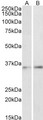 C/EBP Beta / CEBPB Antibody - Goat Anti-CEBPB (aa68-81) Antibody (1µg/ml) staining of Human Skin (A) and Pig Lung (B) lysates (35µg protein in RIPA buffer). Primary incubation was 1 hour. Detected by chemiluminescencence.