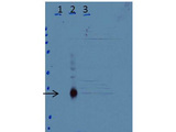 C/EBP Delta / CEBPD Antibody - Anti-C/EBPd Antibody - Western Blot. Western blot of Anti-C/EBPd Antibody Lane 1: untreated wild-type (WT) cells Lane 2: WT cells treated 3 h with LPS Lane 3: C/EBPd-knock-out cells treated 3H with LPS Load: 35 ug per lane Primary: Anti-C/EBPd Antibody used at a dilution of 1:15k overnight at 4C Blocking: buffer TBST ECL was used for detection of endogenous protein in whole cell extracts from mouse primary macrophage cells. Predicted/Observed size: 28.8 kD, ~35 kD.