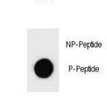 c-Kit / CD117 Antibody - Dot blot of Phospho-KIT-S746 Antibody Phospho-specific antibody on nitrocellulose membrane. 50ng of Phospho-peptide or Non Phospho-peptide per dot were adsorbed. Antibody working concentrations are 0.6ug per ml.