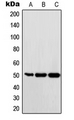 c-Maf Antibody - Western blot analysis of c-Maf expression in Ramos (A); HUVEC (B); HeLa (C) whole cell lysates.