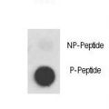 c-Met Antibody - Dot blot of anti-Phospho-MET-pY1356 Phospho-specific antibody on nitrocellulose membrane. 50ng of Phospho-peptide or Non Phospho-peptide per dot were adsorbed. Antibody working concentrations are 0.5ug per ml.