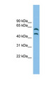 c-Src Kinase / CSK Antibody - CSK antibody Western blot of Fetal Heart lysate. This image was taken for the unconjugated form of this product. Other forms have not been tested.
