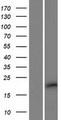 C10orf131 Protein - Western validation with an anti-DDK antibody * L: Control HEK293 lysate R: Over-expression lysate