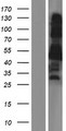 C10orf26 / OPAL1 Protein - Western validation with an anti-DDK antibody * L: Control HEK293 lysate R: Over-expression lysate