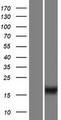 C10orf53 Protein - Western validation with an anti-DDK antibody * L: Control HEK293 lysate R: Over-expression lysate