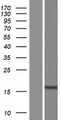 C10orf91 Protein - Western validation with an anti-DDK antibody * L: Control HEK293 lysate R: Over-expression lysate