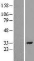 C10orf96 Protein - Western validation with an anti-DDK antibody * L: Control HEK293 lysate R: Over-expression lysate