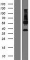 C11orf42 Protein - Western validation with an anti-DDK antibody * L: Control HEK293 lysate R: Over-expression lysate