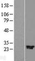 C11orf70 Protein - Western validation with an anti-DDK antibody * L: Control HEK293 lysate R: Over-expression lysate