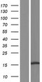 C11orf86 Protein - Western validation with an anti-DDK antibody * L: Control HEK293 lysate R: Over-expression lysate