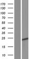 C11orf88 Protein - Western validation with an anti-DDK antibody * L: Control HEK293 lysate R: Over-expression lysate