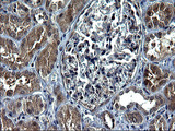 C12orf26 Antibody - IHC of paraffin-embedded Human Kidney tissue using anti-C12orf26 mouse monoclonal antibody. (Heat-induced epitope retrieval by 1 mM EDTA in 10mM Tris, pH8.5, 120°C for 3min).