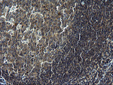 C12orf26 Antibody - IHC of paraffin-embedded Human lymph node tissue using anti-C12orf26 mouse monoclonal antibody. (Heat-induced epitope retrieval by 1 mM EDTA in 10mM Tris, pH8.5, 120°C for 3min).