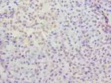 C12orf26 Antibody - Immunohistochemistry of paraffin-embedded human pancreatic tissue using antibody at dilution of 1:100.