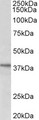 C12orf29 Antibody - C12orf29 antibody (1 ug/ml) staining of HeLa lysate (35 ug protein in RIPA buffer). Primary incubation was 1 hour. Detected by chemiluminescence.