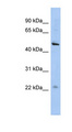 C12orf50 Antibody - C12orf50 antibody Western blot of HepG2 cell lysate. This image was taken for the unconjugated form of this product. Other forms have not been tested.