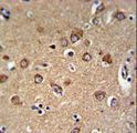 C12orf53 Antibody - C12orf53 Antibody IHC of formalin-fixed and paraffin-embedded human brain tissue followed by peroxidase-conjugated secondary antibody and DAB staining.