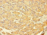 C12orf60 Antibody - Immunohistochemistry of paraffin-embedded human pancreatic tissue using C12orf60 Antibody at dilution of 1:100