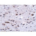 C13orf34 / BORA Antibody - Immunohistochemistry of Bora in mouse brain tissue with Bora antibody at 2.5 µg/mL.