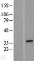 C14orf105 Protein - Western validation with an anti-DDK antibody * L: Control HEK293 lysate R: Over-expression lysate