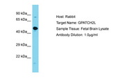 C14orf118 Antibody -  This image was taken for the unconjugated form of this product. Other forms have not been tested.