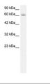 C14orf169 / NO66 Antibody - HepG2 Cell Lysate.  This image was taken for the unconjugated form of this product. Other forms have not been tested.