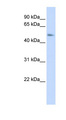 C15orf27 Antibody - C15orf27 antibody Western blot of 293T cell lysate. This image was taken for the unconjugated form of this product. Other forms have not been tested.