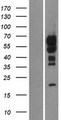 C15orf27 Protein - Western validation with an anti-DDK antibody * L: Control HEK293 lysate R: Over-expression lysate