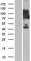 C15orf39 Protein - Western validation with an anti-DDK antibody * L: Control HEK293 lysate R: Over-expression lysate