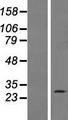 C15orf59 Protein - Western validation with an anti-DDK antibody * L: Control HEK293 lysate R: Over-expression lysate