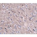 C16orf5 / I1 Antibody - Immunohistochemistry of FNIP2 in mouse brain tissue with FNIP2 antibody at 2.5 µg/mL.