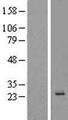 C16orf5 / I1 Protein - Western validation with an anti-DDK antibody * L: Control HEK293 lysate R: Over-expression lysate