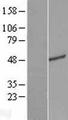 C16orf59 Protein - Western validation with an anti-DDK antibody * L: Control HEK293 lysate R: Over-expression lysate