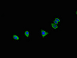 C16orf62 Antibody - Immunofluorescent analysis of HepG2 cells using C16orf62 Antibody at dilution of 1:100 and Alexa Fluor 488-congugated AffiniPure Goat Anti-Rabbit IgG(H+L)