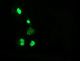 C16orf72 Antibody - Anti-C16orf72 mouse monoclonal antibody  immunofluorescent staining of COS7 cells transiently transfected by pCMV6-ENTRY C16orf72.
