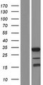 C16orf78 Protein - Western validation with an anti-DDK antibody * L: Control HEK293 lysate R: Over-expression lysate