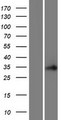 C16orf86 Protein - Western validation with an anti-DDK antibody * L: Control HEK293 lysate R: Over-expression lysate