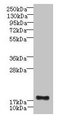 C16orf87 Antibody - Western blot All lanes: C16orf87 antibody at 3µg/ml + HepG2 whole cell lysate Secondary Goat polyclonal to rabbit IgG at 1/10000 dilution Predicted band size: 18, 11 kDa Observed band size: 18 kDa