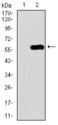 C17orf53 Antibody - Western blot using C17ORF53 monoclonal antibody against HEK293 (1) and C17ORF53 (AA: 282-527)-hIgGFc transfected HEK293 (2) cell lysate.