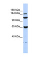 C17orf57 Antibody - C17orf57 antibody Western blot of 293T cell lysate. This image was taken for the unconjugated form of this product. Other forms have not been tested.