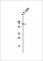 C17orf80 Antibody - Anti-C17orf80 Antibody (N-Term)at 1:2000 dilution + HT-1080 whole cell lysates Lysates/proteins at 20 ug per lane. Secondary Goat Anti-Rabbit IgG, (H+L), Peroxidase conjugated at 1:10000 dilution. Predicted band size: 67 kDa. Blocking/Dilution buffer: 5% NFDM/TBST.