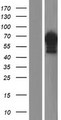 C18orf25 / ARKL1 Protein - Western validation with an anti-DDK antibody * L: Control HEK293 lysate R: Over-expression lysate
