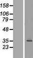 C18orf54 Protein - Western validation with an anti-DDK antibody * L: Control HEK293 lysate R: Over-expression lysate