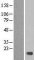 C19orf24 Protein - Western validation with an anti-DDK antibody * L: Control HEK293 lysate R: Over-expression lysate