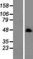 C19orf26 Protein - Western validation with an anti-DDK antibody * L: Control HEK293 lysate R: Over-expression lysate