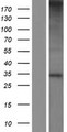 C19orf52 Protein - Western validation with an anti-DDK antibody * L: Control HEK293 lysate R: Over-expression lysate