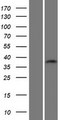 C19orf54 Protein - Western validation with an anti-DDK antibody * L: Control HEK293 lysate R: Over-expression lysate