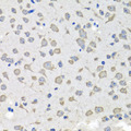 C1GALT1C1 Antibody - Immunohistochemistry of paraffin-embedded mouse brain using C1GALT1C1 antibody at dilution of 1:100 (x40 lens).