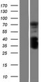 C1orf106 Protein - Western validation with an anti-DDK antibody * L: Control HEK293 lysate R: Over-expression lysate